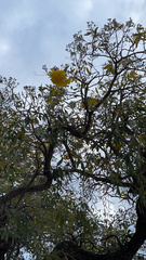Tabebuia aurea