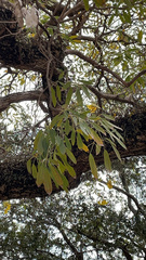 Tabebuia aurea