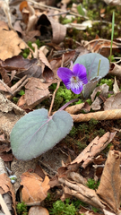 Viola villosa