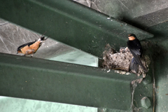 Hirundo rustica