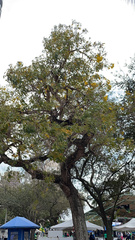 Tabebuia aurea