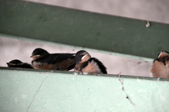 Hirundo rustica