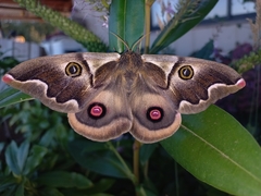 Polythysana cinerascens