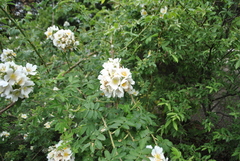 Rosa soulieana