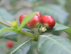 Rauvolfia tetraphylla