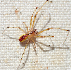 Theridion californicum