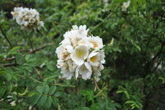 Rosa soulieana
