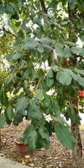 Terminalia chebula