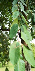 Terminalia chebula