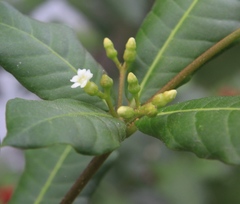 Rauvolfia tetraphylla