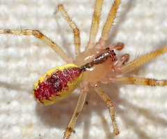 Theridion californicum