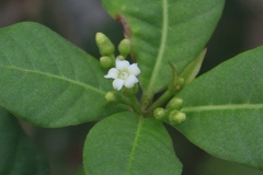 Rauvolfia tetraphylla