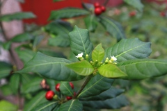 Rauvolfia tetraphylla