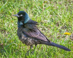 Quiscalus quiscula versicolor