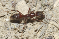 Austroponera castanea