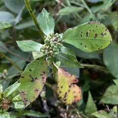 Euphorbia heterophylla image