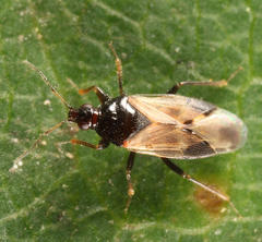 Calliodis temnostethoides