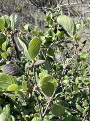 Cercocarpus betuloides blancheae