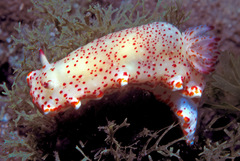Felimida baumanni