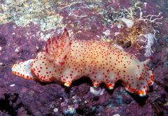 Felimida baumanni