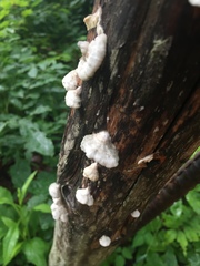 Antrodia heteromorpha