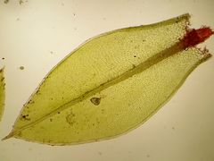 Ptychostomum donianum