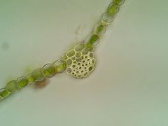 Ptychostomum donianum