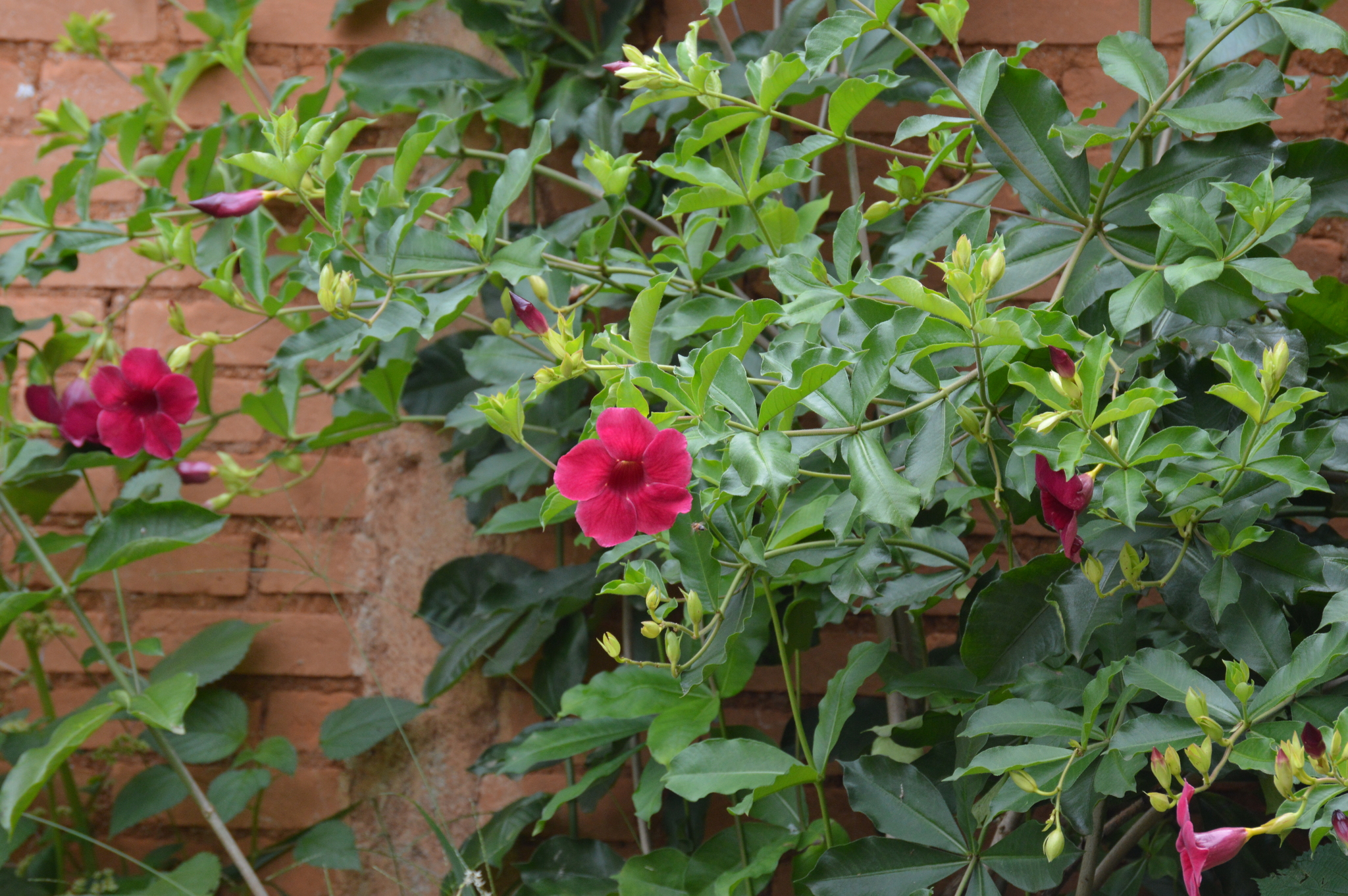 Allamanda blanchetii