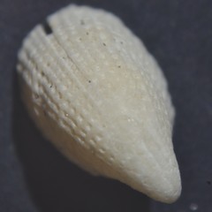 Emarginula rosea