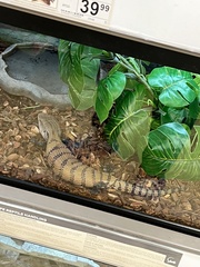 Tiliqua