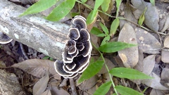 Trametes versicolor
