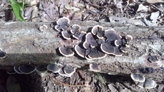 Trametes versicolor