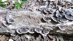 Trametes versicolor