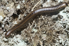 Eumastigonus