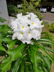 Plumeria pudica