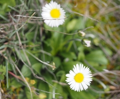 Bellis pappulosa