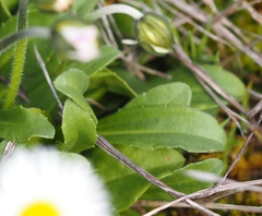 Bellis pappulosa