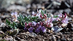 Astragalus cobrensis