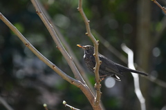 Turdus merula