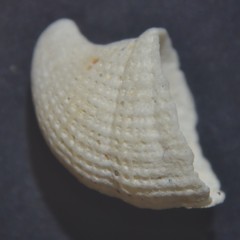 Emarginula rosea