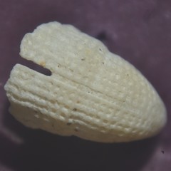 Emarginula rosea