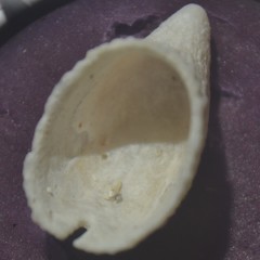 Emarginula rosea