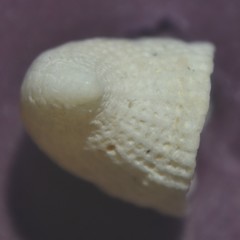 Emarginula rosea