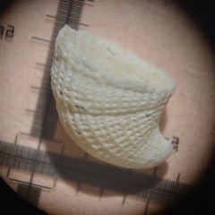 Emarginula rosea