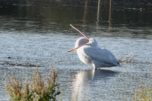 American White Pelican photographed in Arizona