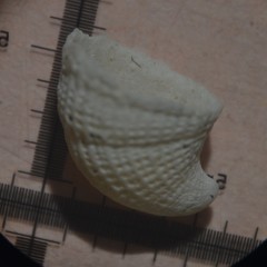 Emarginula rosea