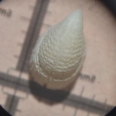 Emarginula rosea
