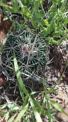 Echinofossulocactus zacatecasensis