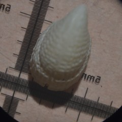 Emarginula rosea