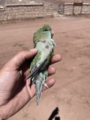 Psilopsiagon aurifrons